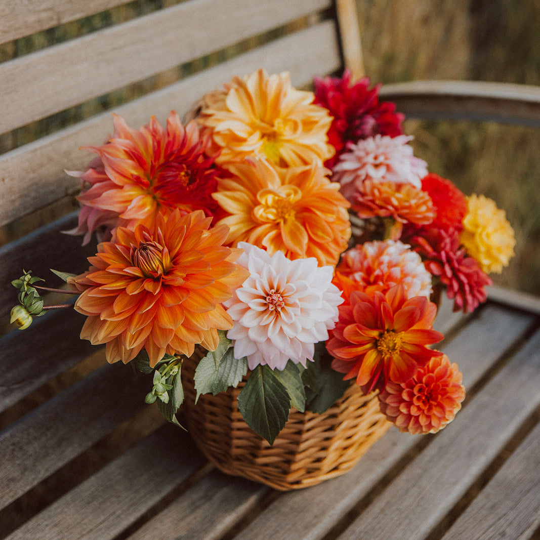 Half Season Dahlia Membership