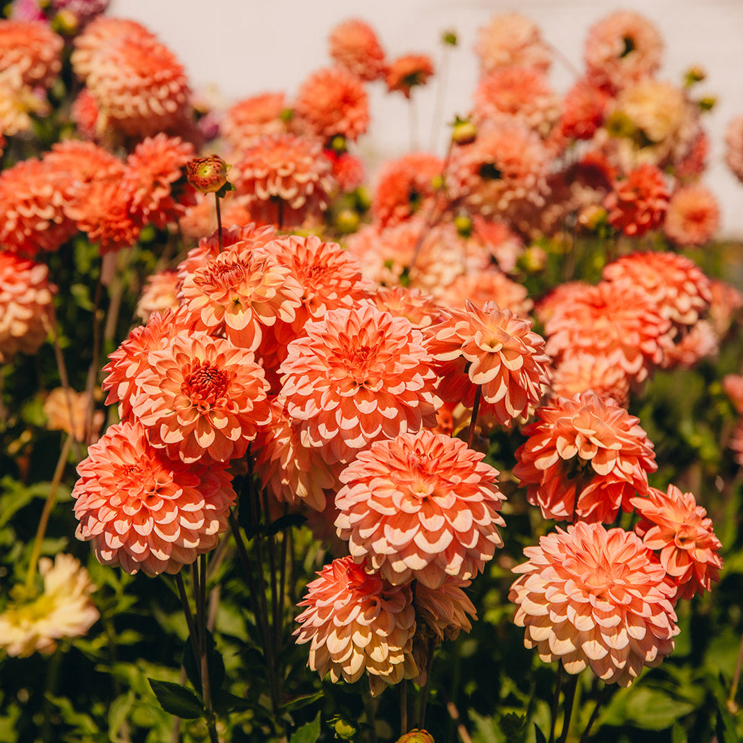 DIY Buckets of Stems