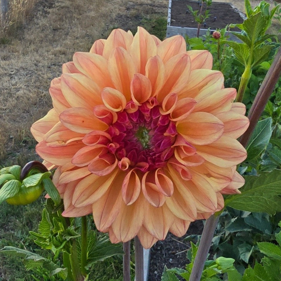 Ferncliff Copper Tuber