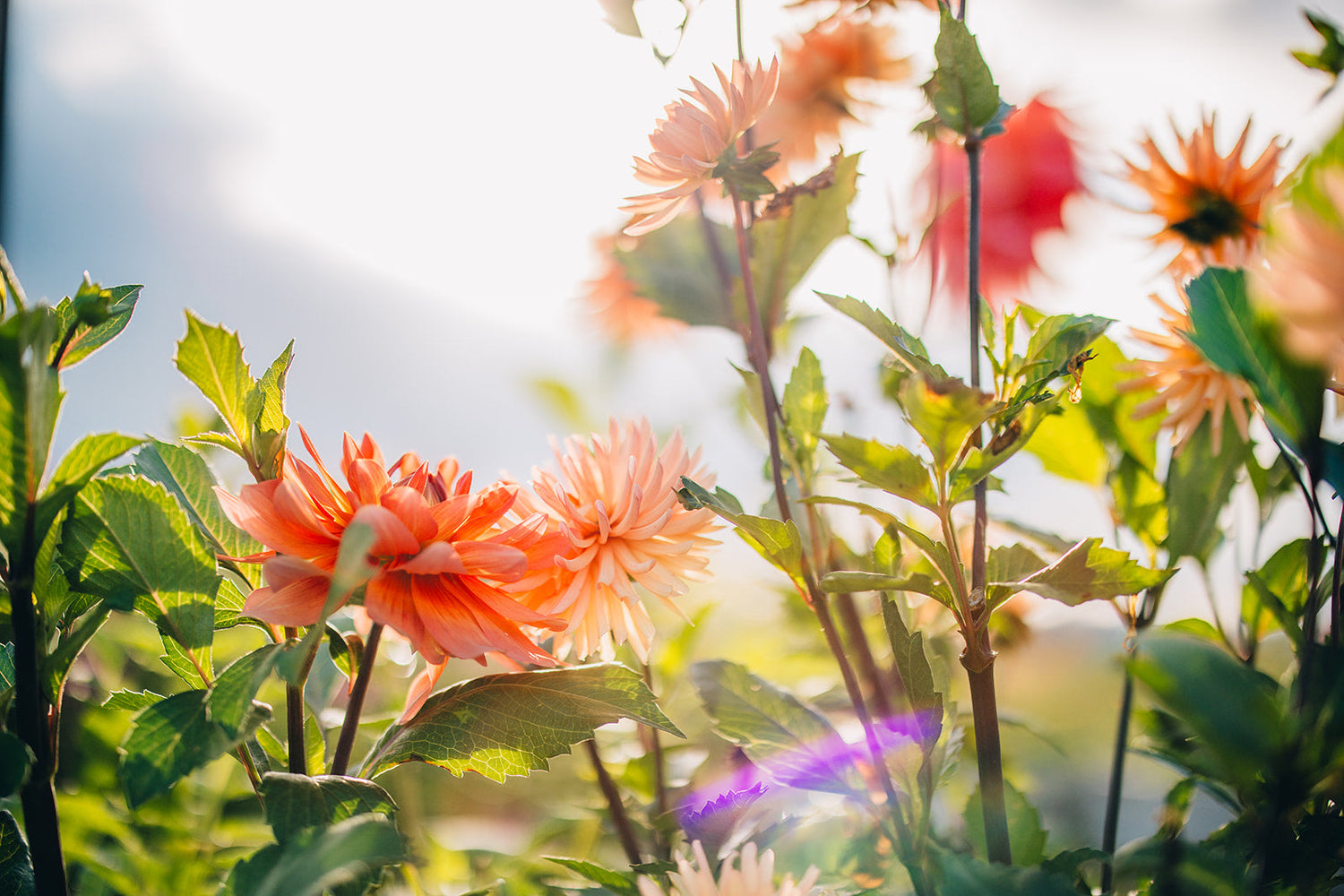 The Dahlia Club