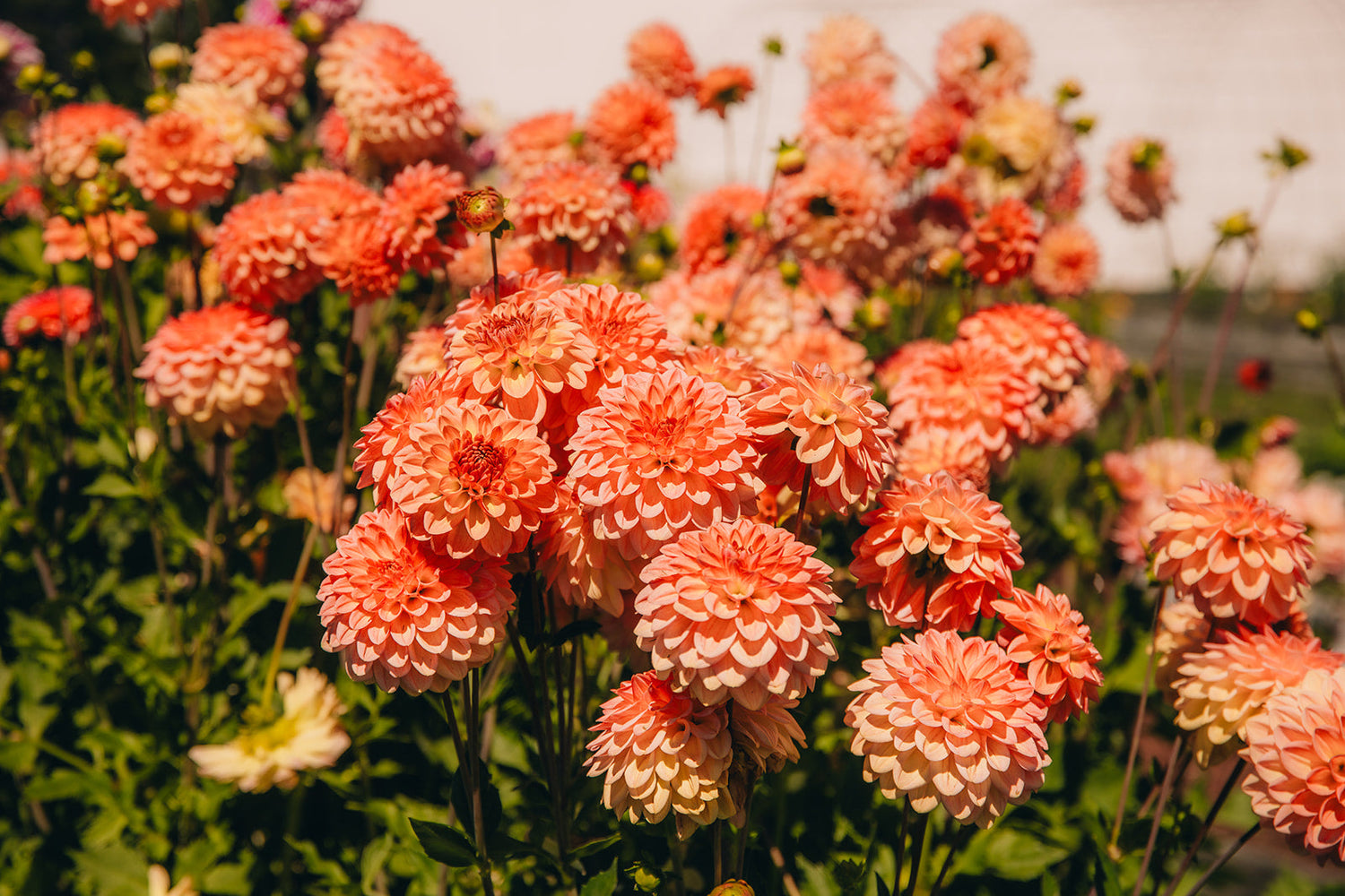 DIY Buckets of Blooms