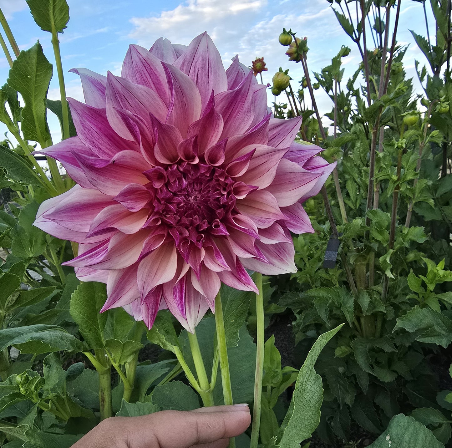Cafe Au Lait Royal Tuber