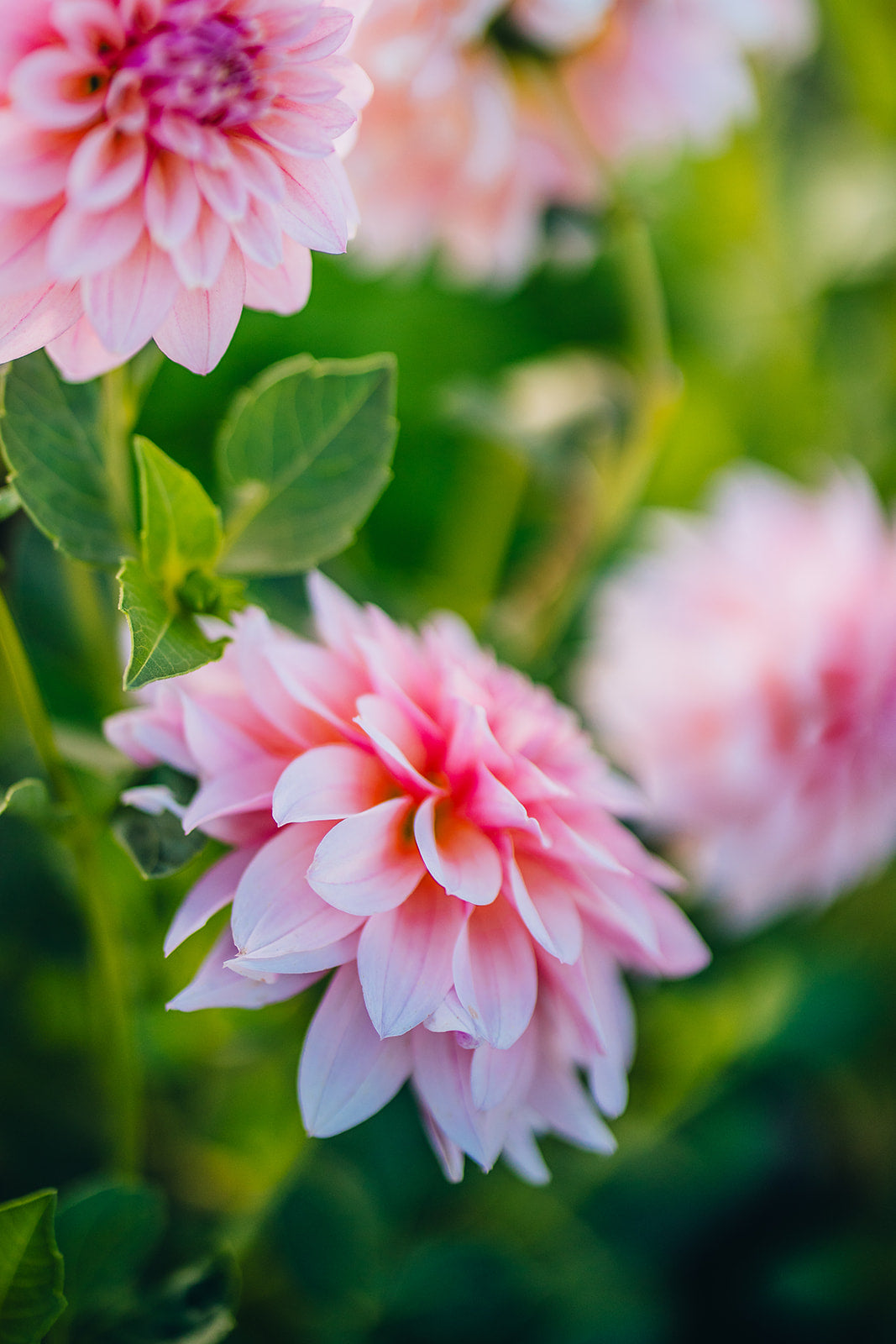 Close-up of pink flowers with green leaves in a garden setting