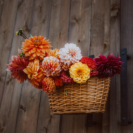 Full Dahlia Season Membership