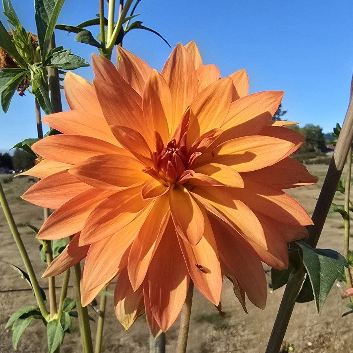 Bloomquist Orion Tuber